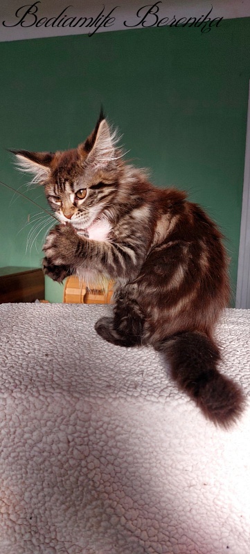 Bodiamlife Berenika - Kitten maine-coon 2 months 3 weeks