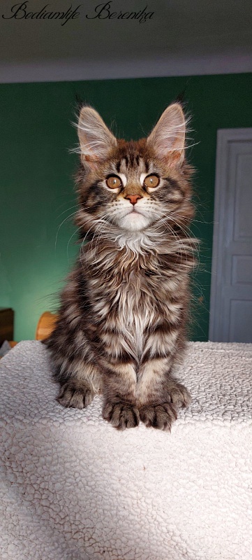 Bodiamlife Berenika - Kitten maine-coon 2 months 3 weeks