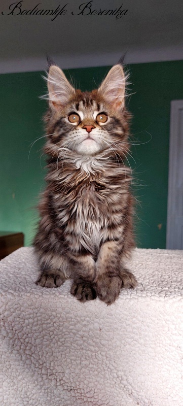 Bodiamlife Berenika - Kitten maine-coon 2 months 3 weeks