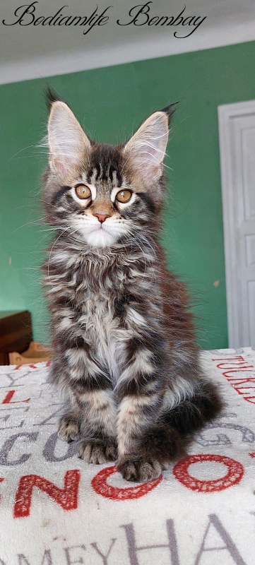 Bodiamlife Bombay - Кошеня мейн-кун 2 місяця 3 тижні