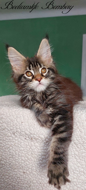 Bodiamlife Bombay - Кошеня мейн-кун 2 місяця 3 тижні