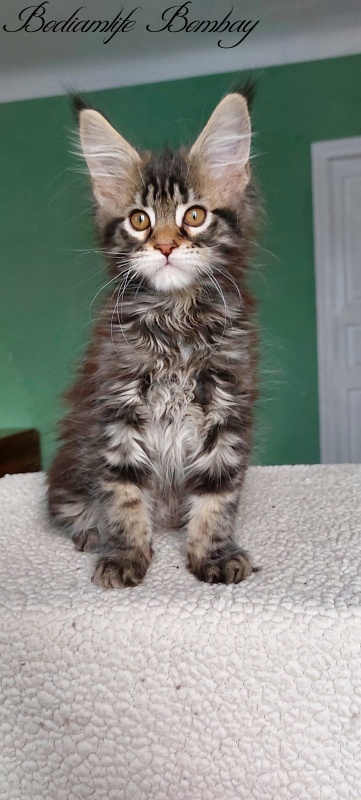 Bodiamlife Bombay - Кошеня мейн-кун 2 місяця 3 тижні