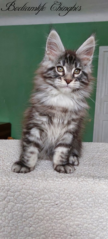Bodiamlife Chinghis - Kitten maine-coon 2 months 1.5 week