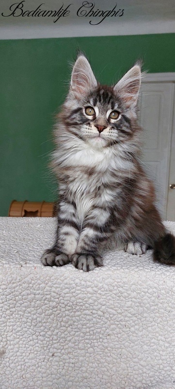 Bodiamlife Chinghis - Kitten maine-coon 2 months 1.5 week