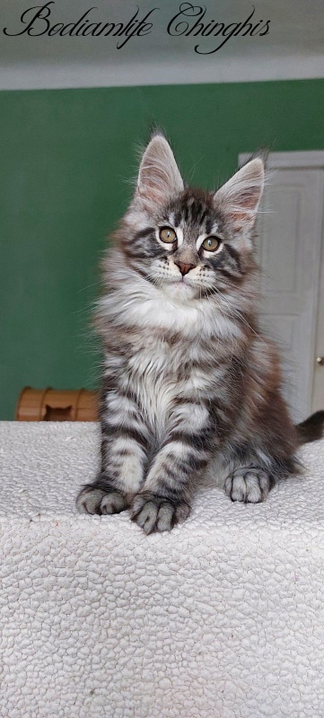 Bodiamlife Chinghis - Kitten maine-coon 2 months 1.5 week