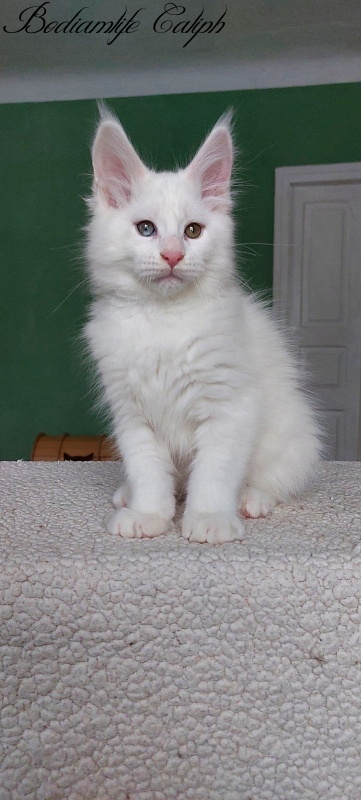 Bodiamlife Caliph - Kitten maine-coon 2 months 2 weeks