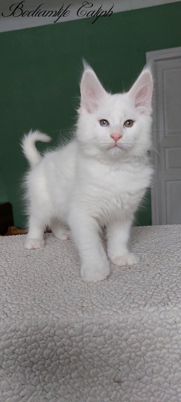 Bodiamlife Caliph - Kitten maine-coon 2 months 2 weeks