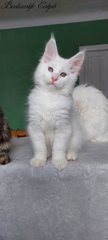 Bodiamlife Caliph - Kitten maine-coon 2 months 2 weeks