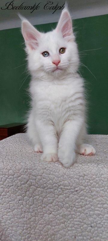 Bodiamlife Caliph - Kitten maine-coon 2 months 2 weeks
