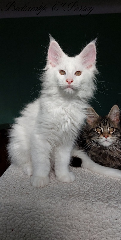 Bodiamlife C'Persey - Kitten maine-coon 2 months 3 weeks