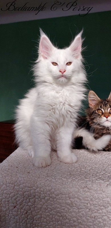 Bodiamlife C'Persey - Kitten maine-coon 2 months 3 weeks
