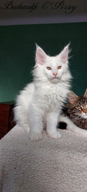 Bodiamlife C'Persey - Kitten maine-coon 2 months 3 weeks