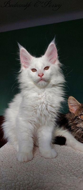 Bodiamlife C'Persey - Kitten maine-coon 2 months 3 weeks