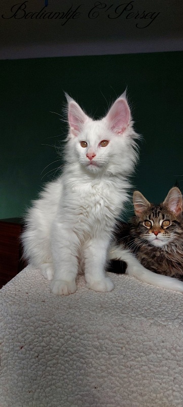 Bodiamlife C'Persey - Kitten maine-coon 2 months 3 weeks