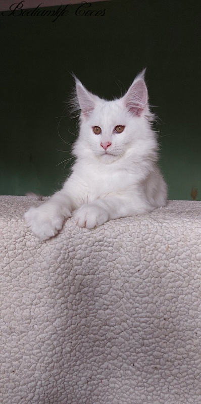 Bodiamlife Cocos - Kitten maine-coon 3 months 1 week