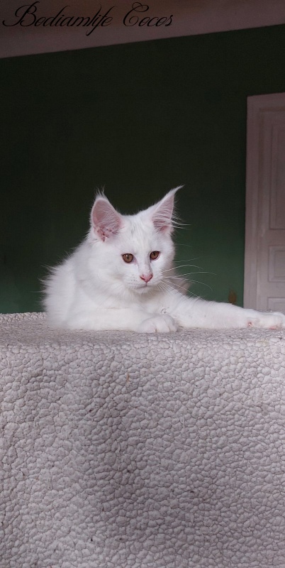Bodiamlife Cocos - Kitten maine-coon 3 months 1 week