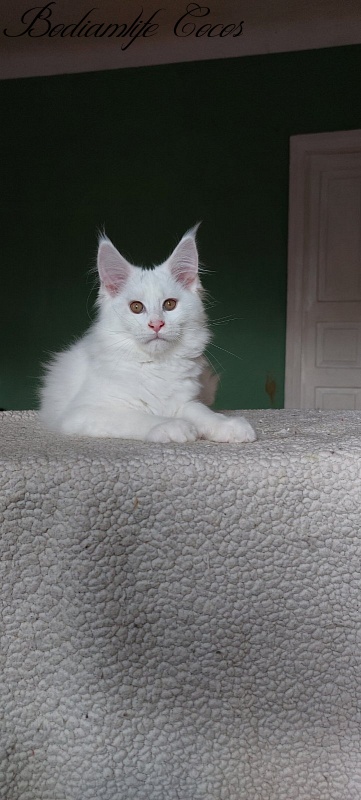 Bodiamlife Cocos - Kitten maine-coon 3 months 1 week