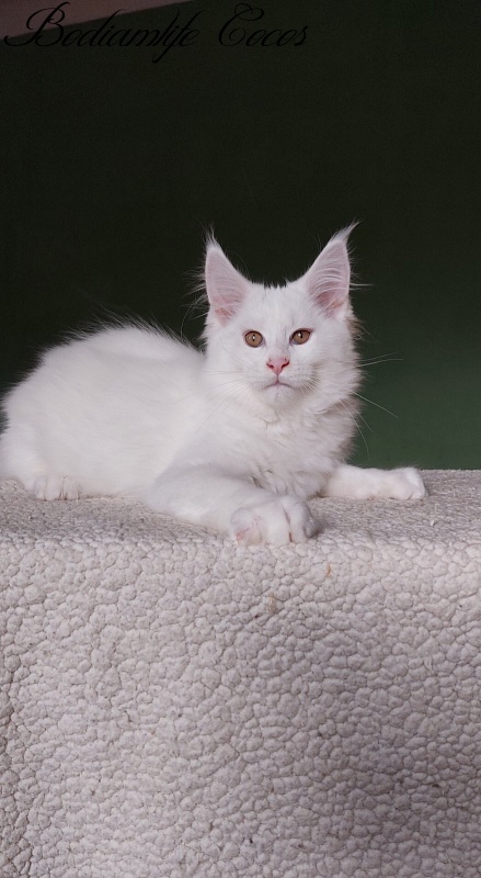 Bodiamlife Cocos - Kitten maine-coon 3 months 1 week