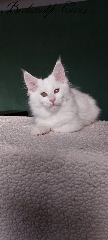 Bodiamlife Cocos - Kitten maine-coon 3 months 1 week