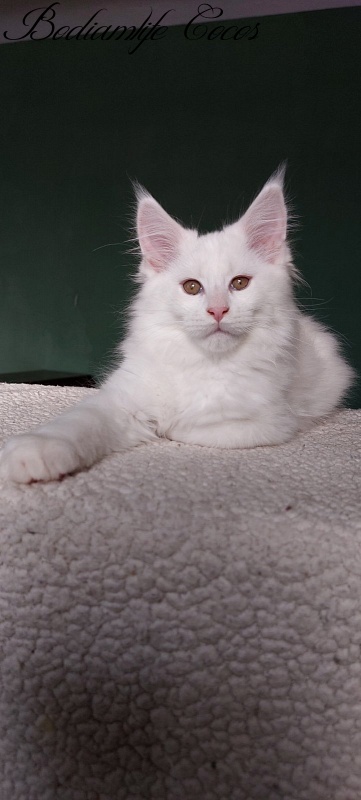 Bodiamlife Cocos - Kitten maine-coon 3 months 1 week