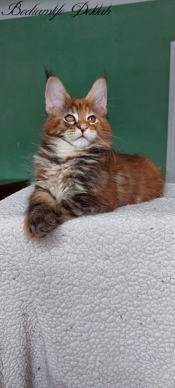 Bodiamlife Delilah - Кошеня мейн-кун 2 місяця 1 тиждень