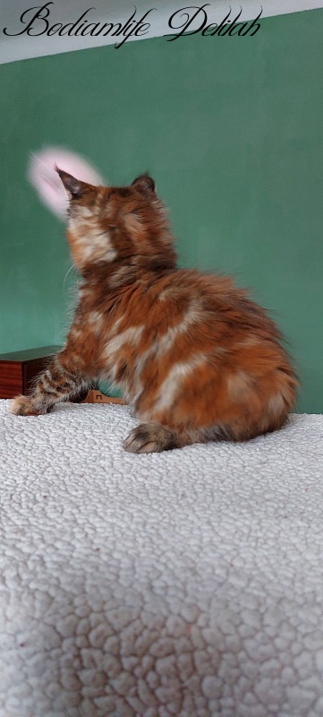 Bodiamlife Delilah - Кошеня мейн-кун 2 місяця 1 тиждень