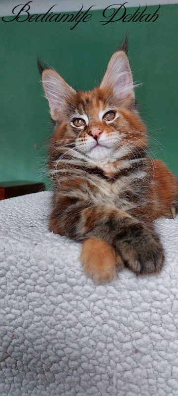 Bodiamlife Delilah - Кошеня мейн-кун 2 місяця 1 тиждень