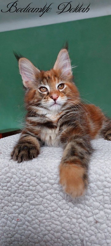 Bodiamlife Delilah - Кошеня мейн-кун 2 місяця 1 тиждень