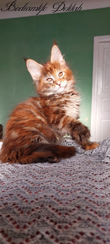 Bodiamlife Delilah - Кошеня мейн-кун 2 місяця 1 тиждень