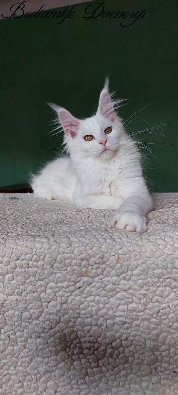 Bodiamlife Daenerys - Kitten maine-coon 3 months 2 weeks