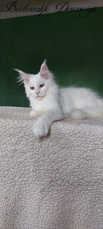 Bodiamlife Daenerys - Kitten maine-coon 3 months 2 weeks
