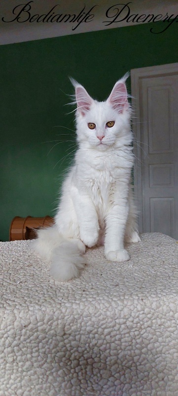 Bodiamlife Daenerys - Kitten maine-coon 3 months 2 weeks