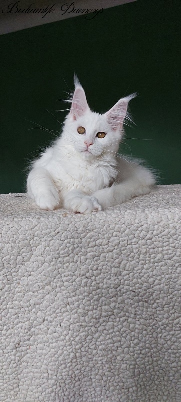 Bodiamlife Daenerys - Kitten maine-coon 3 months 2 weeks