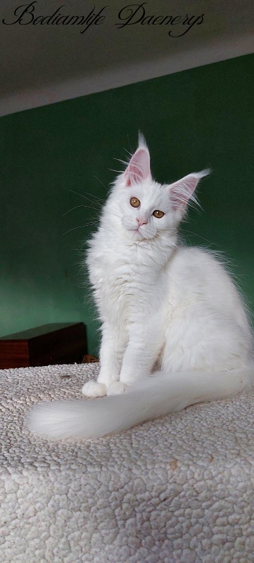 Bodiamlife Daenerys - Kitten maine-coon 3 months 2 weeks