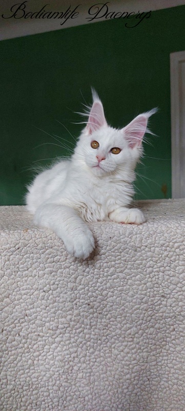 Bodiamlife Daenerys - Kitten maine-coon 3 months 2 weeks