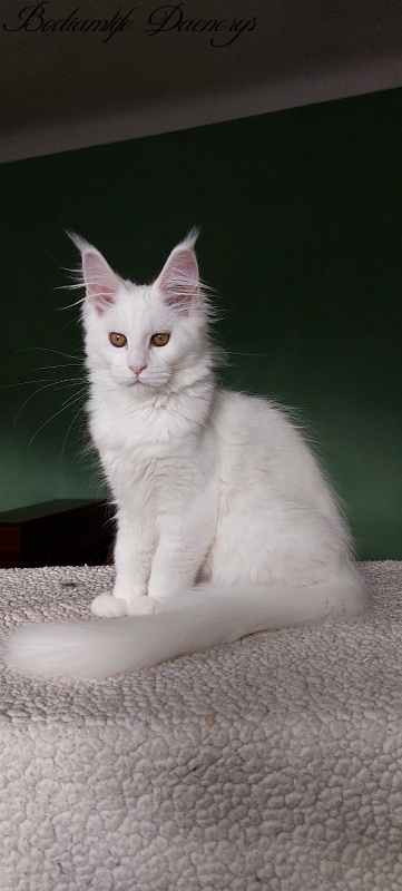 Bodiamlife Daenerys - Kitten maine-coon 3 months 2 weeks