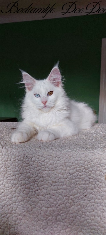 Bodiamlife DeeDee - Kitten maine-coon 3 months 2 weeks