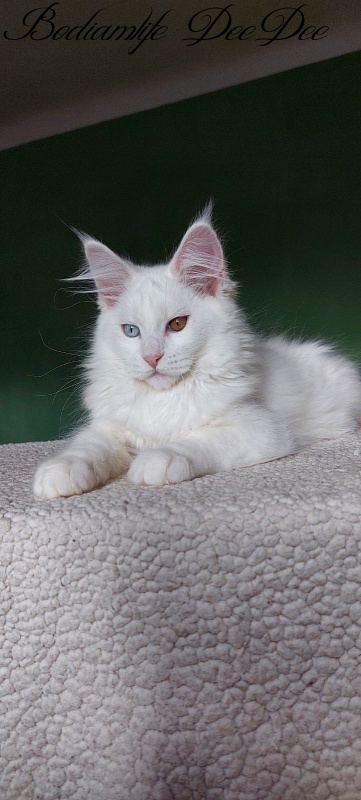 Bodiamlife DeeDee - Kitten maine-coon 3 months 2 weeks