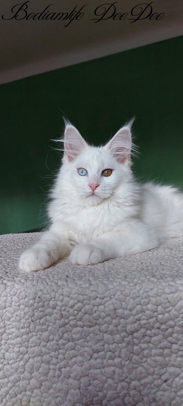 Bodiamlife DeeDee - Kitten maine-coon 3 months 2 weeks