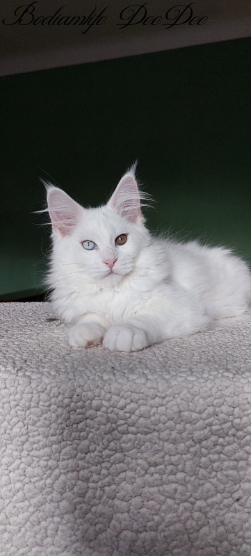 Bodiamlife DeeDee - Kitten maine-coon 3 months 2 weeks