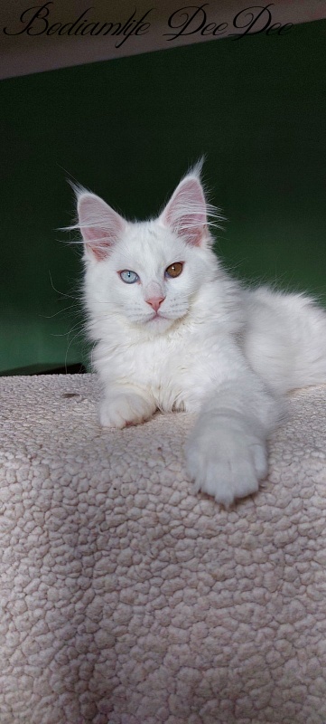 Bodiamlife DeeDee - Kitten maine-coon 3 months 2 weeks