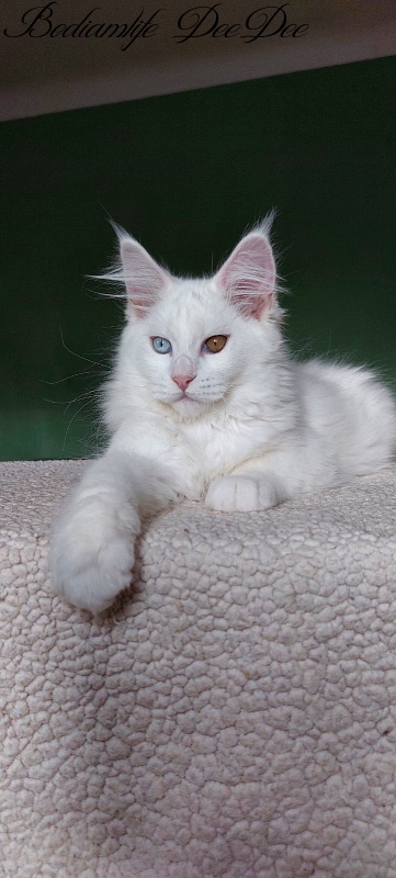 Bodiamlife DeeDee - Kitten maine-coon 3 months 2 weeks