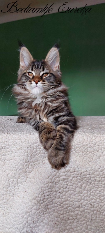Bodiamlife Eureka - Kitten maine-coon 2 months 1.5 week