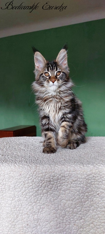 Bodiamlife Eureka - Kitten maine-coon 2 months 1.5 week