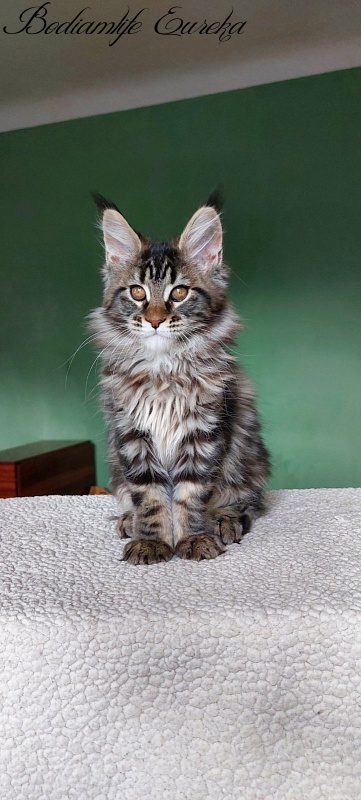 Bodiamlife Eureka - Kitten maine-coon 2 months 1.5 week