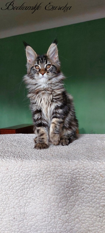 Bodiamlife Eureka - Kitten maine-coon 2 months 1.5 week