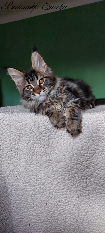 Bodiamlife Eureka - Kitten maine-coon 2 months 1.5 week