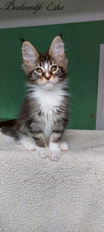 Bodiamlife Elsa - Kitten maine-coon 2 months 1.5 week