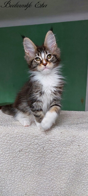 Bodiamlife Elsa - Kitten maine-coon 2 months 1.5 week