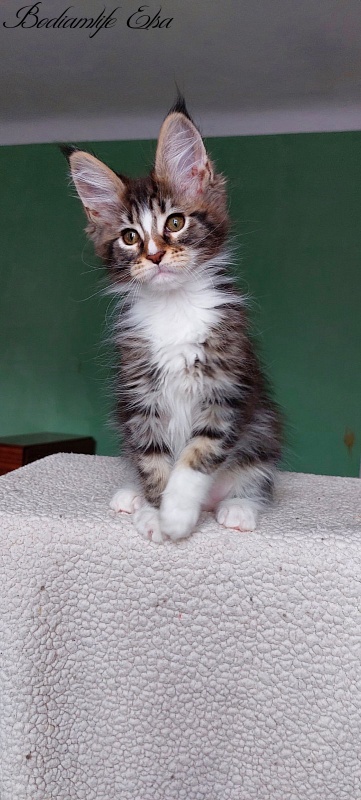 Bodiamlife Elsa - Kitten maine-coon 2 months 1.5 week